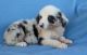 Australian Shepherd Puppies for sale in Virginia Beach, VA, USA. price: NA