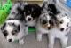 Australian Shepherd Puppies for sale in Brooklyn, NY, USA. price: $500
