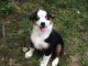 Australian Shepherd Puppies for sale in Dawson, WV 24910, USA. price: NA