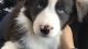 Australian Shepherd Puppies for sale in Beverly Hills, CA 90210, USA. price: NA
