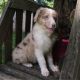 Australian Shepherd Puppies for sale in Canton, OH, USA. price: NA