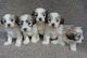 Australian Shepherd Puppies for sale in California St, San Francisco, CA, USA. price: NA