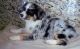Australian Shepherd Puppies for sale in Albuquerque, NM, USA. price: NA