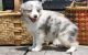 Australian Shepherd Puppies for sale in Rowland, PA, USA. price: NA