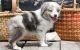 Australian Shepherd Puppies for sale in Poland, ME 04274, USA. price: NA