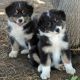 Australian Shepherd Puppies for sale in Duluth, GA, USA. price: NA