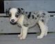 Australian Shepherd Puppies for sale in Kansas City, MO, USA. price: NA