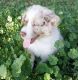 Australian Shepherd Puppies for sale in New Orleans St, Houston, TX, USA. price: NA