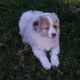 Australian Shepherd Puppies for sale in New Orleans St, Houston, TX, USA. price: NA
