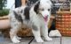 Australian Shepherd Puppies for sale in Marlborough, MA, USA. price: NA