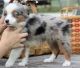 Australian Shepherd Puppies for sale in Dover, DE, USA. price: $600