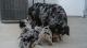 Australian Shepherd Puppies for sale in Chino, CA, USA. price: NA