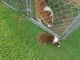 Australian Shepherd Puppies for sale in Jonesville, VA 24263, USA. price: $400