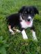 Australian Shepherd Puppies for sale in Bethel, OH 45106, USA. price: NA