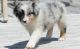 Australian Shepherd Puppies for sale in Bowling Green, KY, USA. price: NA