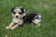 Australian Shepherd Puppies for sale in Snowflake, AZ 85937, USA. price: NA