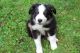 Australian Shepherd Puppies for sale in St. Louis, MO, USA. price: NA