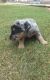 Australian Shepherd Puppies for sale in Grabill, IN 46741, USA. price: $350
