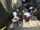 Australian Shepherd Puppies for sale in Buena Vista Rd, Vanderbilt, PA 15486, USA. price: NA