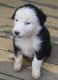 Australian Shepherd Puppies for sale in Trinity, NC, USA. price: NA