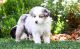 Australian Shepherd Puppies for sale in Indianapolis Blvd, Hammond, IN, USA. price: NA