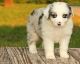 Australian Shepherd Puppies for sale in Edmonton, AB T5A 0A3, Canada. price: $450