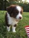 Australian Shepherd Puppies for sale in 6625 N Milwaukee Ave, Niles, IL 60714, USA. price: NA