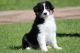 Australian Shepherd Puppies for sale in Johnstown, PA, USA. price: NA