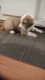 Australian Shepherd Puppies for sale in Piketon, OH 45661, USA. price: NA
