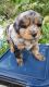 Australian Shepherd Puppies for sale in Greenville, NC, USA. price: NA