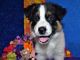 Australian Shepherd Puppies for sale in Central Islip, NY, USA. price: NA