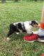 Australian Shepherd Puppies for sale in Rosedale, MS 38769, USA. price: NA