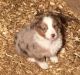 Australian Shepherd Puppies for sale in Cabool, MO 65689, USA. price: NA
