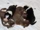 Australian Shepherd Puppies for sale in Clermont, GA 30527, USA. price: NA