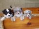 Australian Shepherd Puppies for sale in Seattle, WA 98144, USA. price: NA