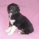 Australian Shepherd Puppies for sale in Canton, OH, USA. price: NA