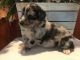 Australian Shepherd Puppies for sale in Morganton, GA 30560, USA. price: NA
