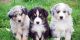 Australian Shepherd Puppies for sale in Newark, NJ, USA. price: NA