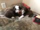 Australian Shepherd Puppies for sale in Finlayson, MN 55735, USA. price: NA