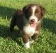 Australian Shepherd Puppies for sale in New York County, New York, NY, USA. price: NA