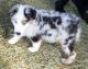 Australian Shepherd Puppies for sale in Haleiwa, HI 96712, USA. price: $650