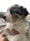 Australian Shepherd Puppies for sale in Yakima, WA, USA. price: $500