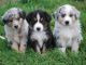 Australian Shepherd Puppies for sale in Charleston, WV, USA. price: NA