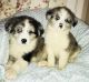 Australian Shepherd Puppies for sale in Philadelphia, PA, USA. price: NA