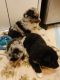 Australian Shepherd Puppies for sale in Las Vegas Trail, Fort Worth, TX, USA. price: NA