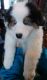 Australian Shepherd Puppies for sale in Bloomingdale, MI 49026, USA. price: NA