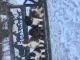 Australian Shepherd Puppies for sale in Avon, OH 44011, USA. price: NA