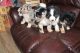 Australian Shepherd Puppies for sale in California, MD, USA. price: NA
