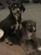Australian Shepherd Puppies for sale in Casper, WY, USA. price: $600