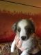Australian Shepherd Puppies for sale in McMinnville, OR 97128, USA. price: $1,500